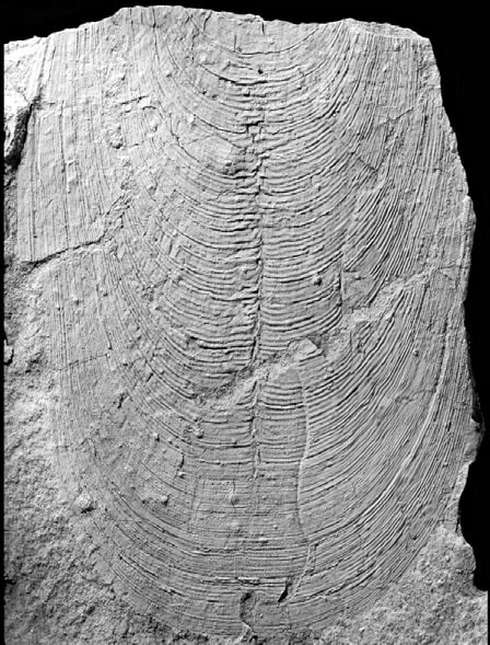 Microscopic photo of a brachiopod shell with a crack.